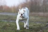 BOULEDOGUE AMERICAIN 013